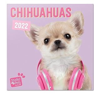 Grupo Erik - Kalender 2021/2022 Studio Pets honden, Chihuahua – 16 maanden | wandkalender, van september 2021 tot december 2022 | 30 x 60 cm, 6 talen, FSC-gecertificeerd