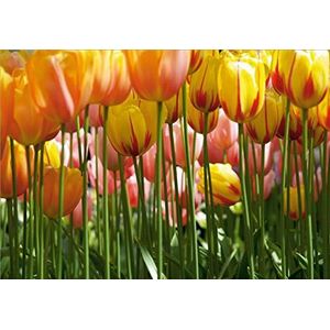 AG Design Foto Behang Tulpen, meerkleurig, 0,1 x 360 x 254 cm, FTS 0045