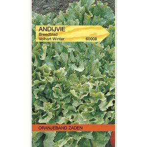 Andijvie Breedblad Volhart Winter