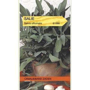 Salie Zaden (Salvia officinalis)