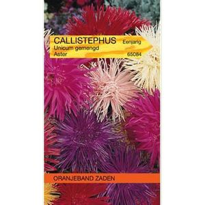 Callistephus, Aster Unicum gemengd