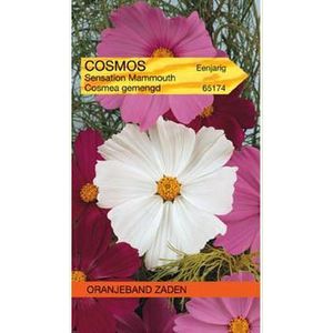 Cosmos, Cosmea Sensation gemengd