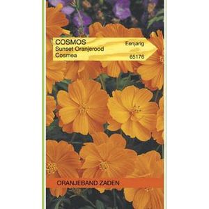 Oranjebandzaden -  Cosmos, Cosmea Sunset
