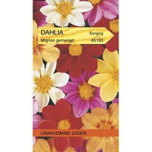 Oranjebandzaden -  Dahlia, Mignon gemengd