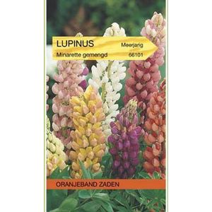 Lupinus, Lupine Minarette gemengd