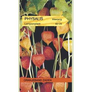 Lampionplant (Physalis franchetti) Zaden