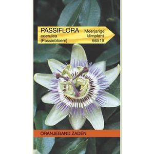 Oranjeband Zaden - Passiebloem Blauwe (Passiflora caerulea)