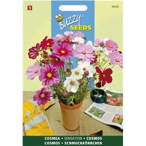 Cosmos Sensation - Cosmea bipinnatus