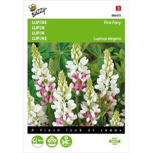 Buzzy - Lupine Pink Fairy