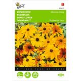 Buzzy Seeds - Rudbeckia Gloriosa Daisy mix