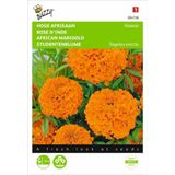 Afrikaan Hawaii oranje - Tagetes erecta