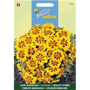 Afrikaantje Naughty Marietta (Tagetes patula nana)