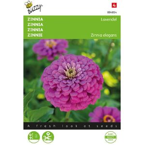 Zinnia Lavendel (Zinnia elegans)
