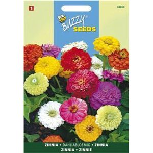 Zinnia dahliabloemig - Zinnia elegans