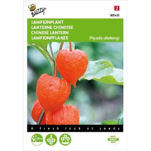 Physalis alkekengi (oranje lampionnetjes)