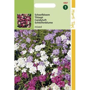 Hortitops Zaden - Iberis Umbellata Lage Fairy Gem.