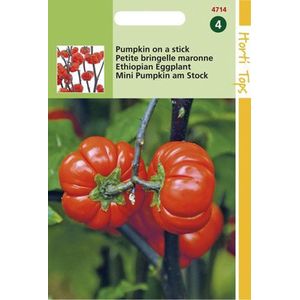 Hortitops Solanum Bloemzaad - Pumpkin On A Stick