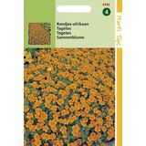 Randjesafrikaan Bloemzaad - Pumila - Oranje