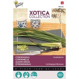 Buzzy Xotica Citroengras Oostindische