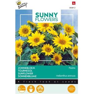 Buzzy® Sunny Flowers, Zonnebloem Pacino Gold