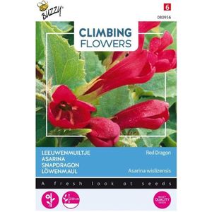 Buzzy® Climbing Flowers, Asarina, Leeuwenmuiltje Red Dragon