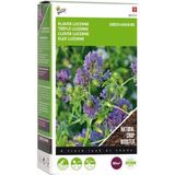 Buzzy® Groenbemester - Klaver Lucerne zaden - 200g