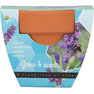 Buzzy bloemenzaad kweekset lavendel (Lavandula)