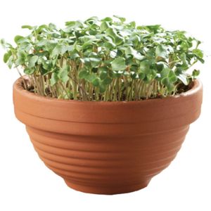 Microgreens schaal Boerenkool
