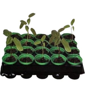 Kinzo Kweekpotten Met Tray 6 X 25,4 X 30 Cm 20 Stuks