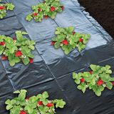 Nature - Kweekfolie voor aardbeien - 1,40 x 20m - Zwart - uv-bestendig - groeifolie