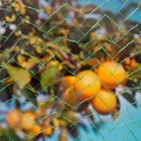 <p>Het Mono vogelnet van Nature is een duurzaam beschermend net dat je fruit en groenten beschermt tegen vogels en andere kleine dieren, zonder ze te vangen.</p>
<p>Brede toepassing: naast het beschermen van je planten en bomen, kun je ook je vissen beschermen.</p>
<p>Je kunt het vogelnet bijvoorbeeld over de vijver spannen.</p>
<p>Duurzaam materiaal: dit groene net is gemaakt van polyetheen, een populaire kunststof en tevens een van de meest gebruikte materialen.</p>
<p>Het is lichtgewicht, sterk en stootvast.</p>
<p>Praktisch ontwerp: dit gewasbeschermingsnet kan je groenten en fruit beschermen tegen vogels zonder ze te vangen.</p>
<ul>
  <li>Kleur: groen</li>
  <li>Materiaal: UV-bestendig PE (polyester)</li>
  <li>Afmetingen: 800 x 800 cm (L x B)</li>
</ul>