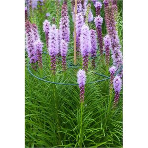 Nature Plantensteun Groen - Klim-En Geleide Artikel - 0.5x30x30 cm