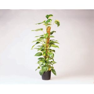 Kokosplantstok | Nature | 120 centimeter (Ø 42 mm)