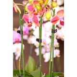 Orchidee clips 10 stuks