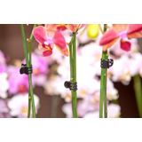 Orchidee clips 10 stuks