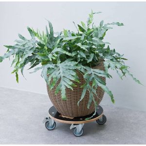 Nature - Planttrolley met wieltjes - Ø38cm - Hout - Zwart