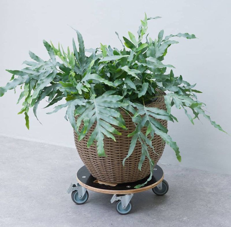 Nature Pflanzenroller Rund Ø38cm Schwarz Holz