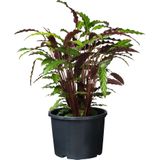 Nature Plantcontainer Ritzi 12l - Zwart