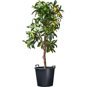 Ritzi planten container met handgrepen H 37 x &Oslash; 45 cm - 35 liter