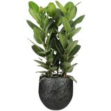 Ter Steege Plantenpot - antiek zwart - stijlvolle design look - D18 x H16 cm - bloempot