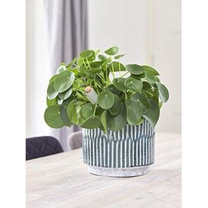 Ivyline Plant Pot