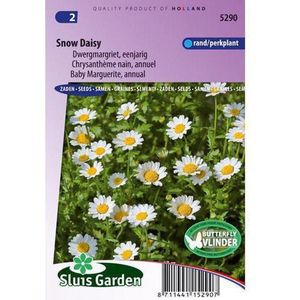 Sluis Garden - Margriet Snow Daisy (Chrysanthemum)