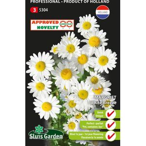 Sluis Garden - Margriet White Breeze (Chrysanthemum)