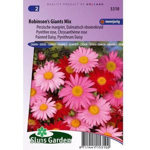 Sluis Garden - Margriet Robinson's Giants Mix (Perzische margriet)