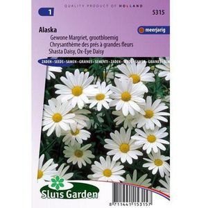 Sluis Garden - Margriet Alaska (Chrysanth)