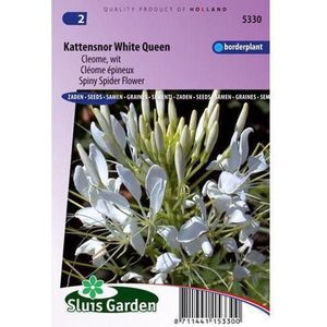 Sluis Garden - Kattensnor White Queen (Cleome)