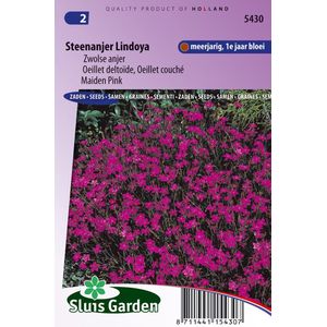 Sluis Garden - Steenanjer Lindoya (Dianthus)