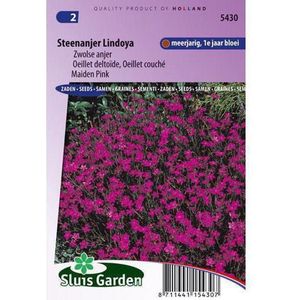 Sluis Garden - Steenanjer Lindoya (Dianthus)