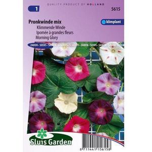 Sluis Garden - Klimmende Winde Choice Mixed (Ipomoea)