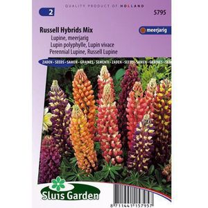 Sluis Garden - Lupinus Russell Hybrids Mix